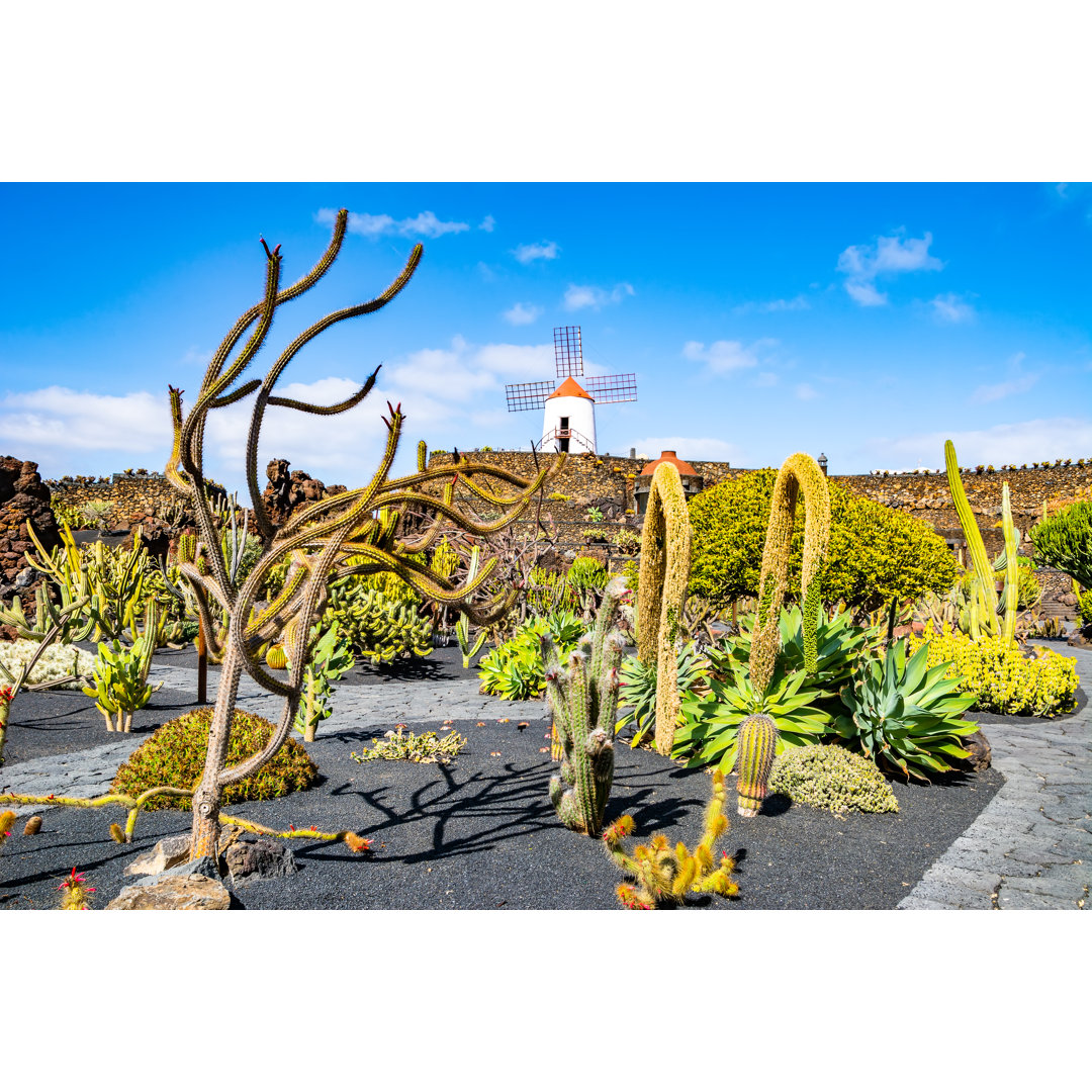 Leinwandbild Tropical Cactus Garden