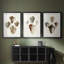 Sowerby Shells I - Impression personnalisée de qualité supérieure avec cadre mat - 3 pièces-410746895-410746889