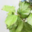 Double Hydrangea Faux Floral-1746310716