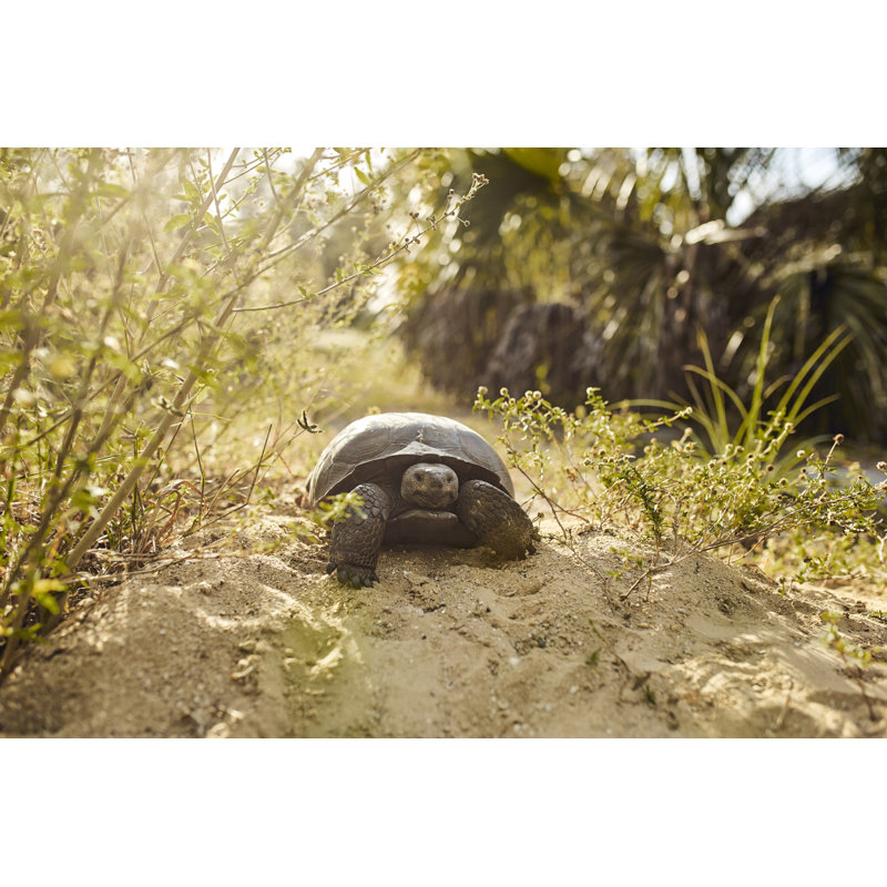 Bassler Gopher Tortoise - Photographie sur toile tendue, H 20 po x l 30 po
