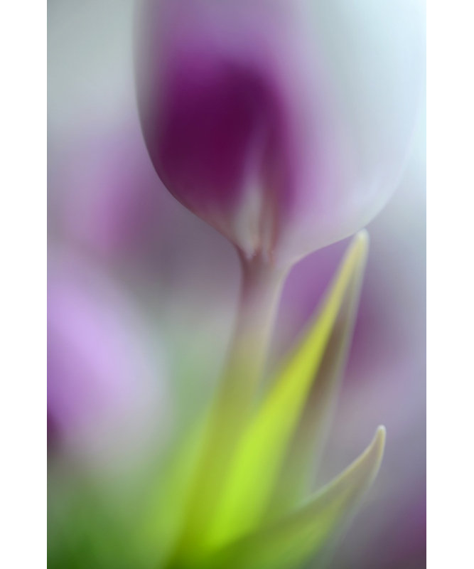 Wrapped Canvas Print, 76.2 cm H x 50.8 cm W