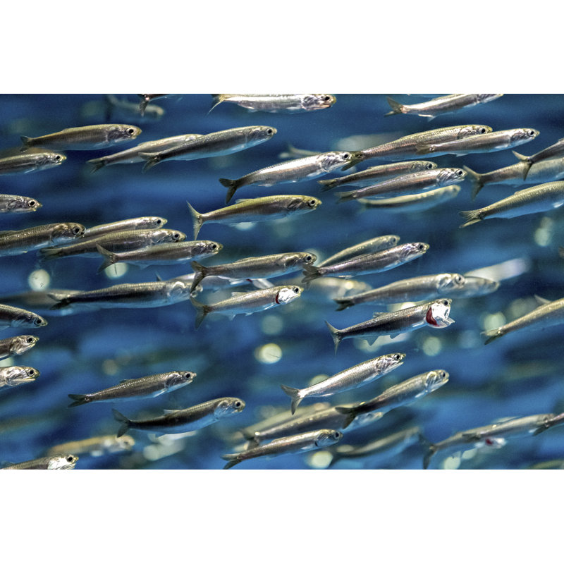 Anchovies - No Frame Print on Canvas, 61cm H x 91cm W