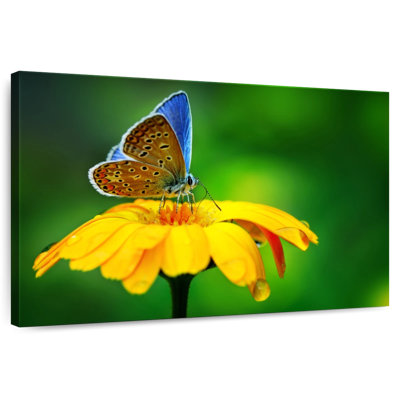 Splendeur papillon bleu Brampt