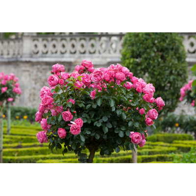 " Pink Roses "