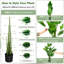 152cm Plant