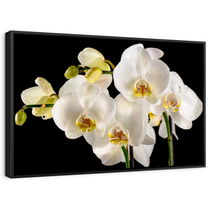 Fleurs fraîches d'orchidées blanches sur toile, H 13 po x l 19 po