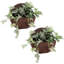 Pot à fleurs mural en polyrésine brun Markki - 12 po x 4 po x 11,5 po - ensemble de 2-1086404566