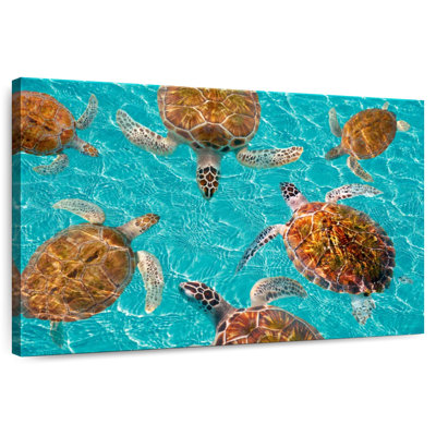 Brampt Turtles