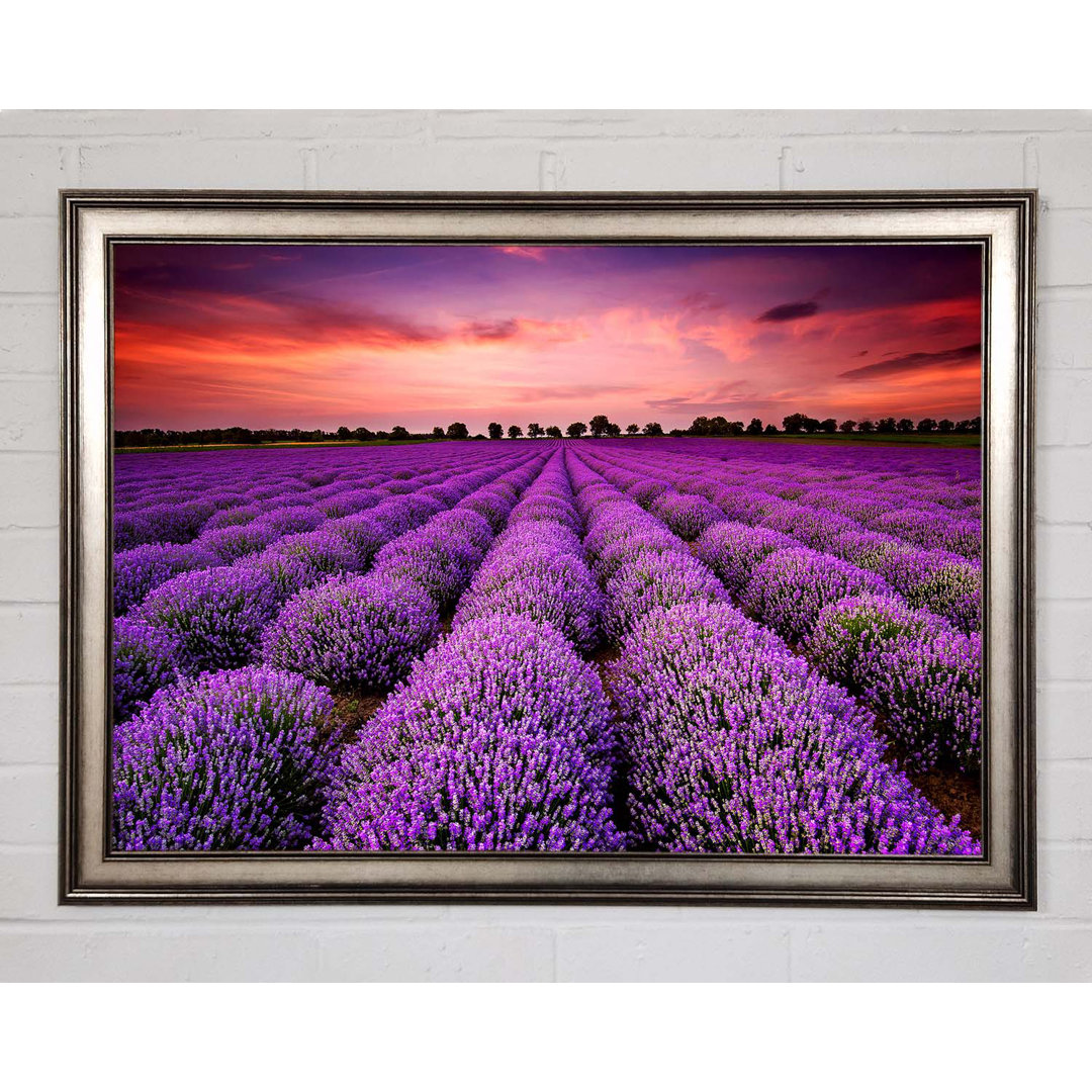 Gerahmtes Leinwandbild Lavender Fields