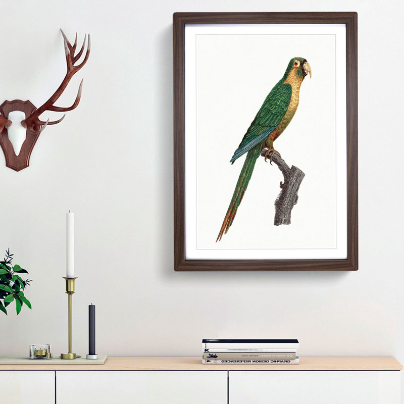 Musk Lorikeet by F. Levaillant - Picture Frame Painting Print, Walnut Framed, 36cm H x 27cm W x 2cm D