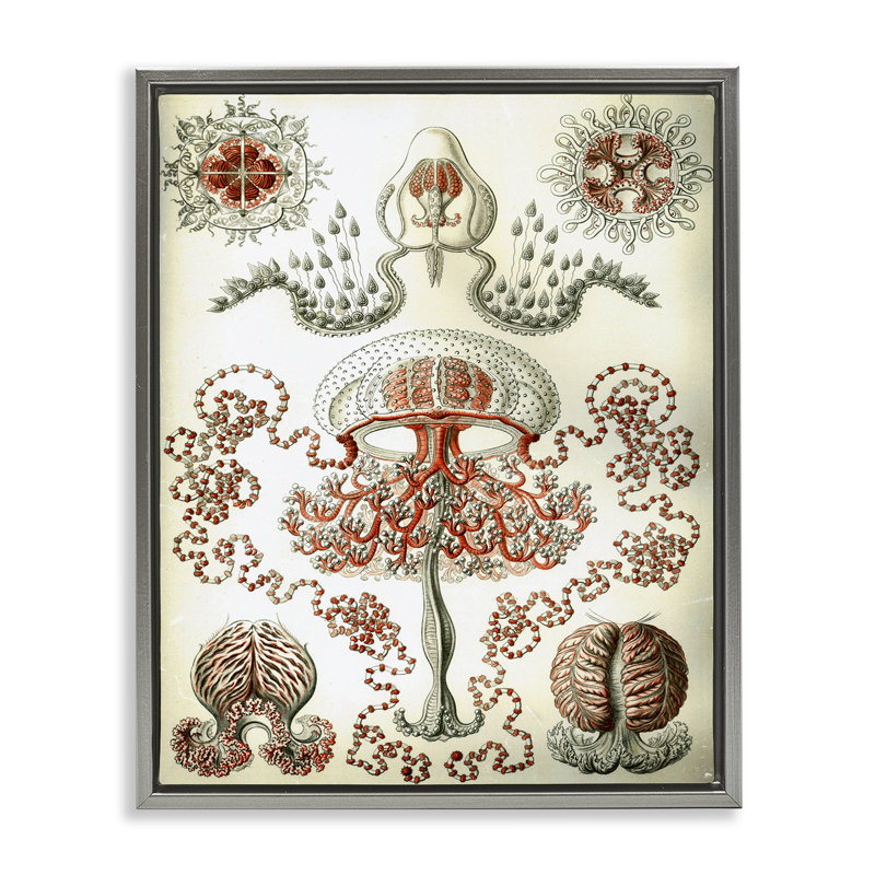  «Classic Haeckel» par Graffi * Tee, Cadre flottant gris lustré, H 21 po x l 17 po