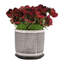 Comprend des pots de fleurs pour porte-plantes
