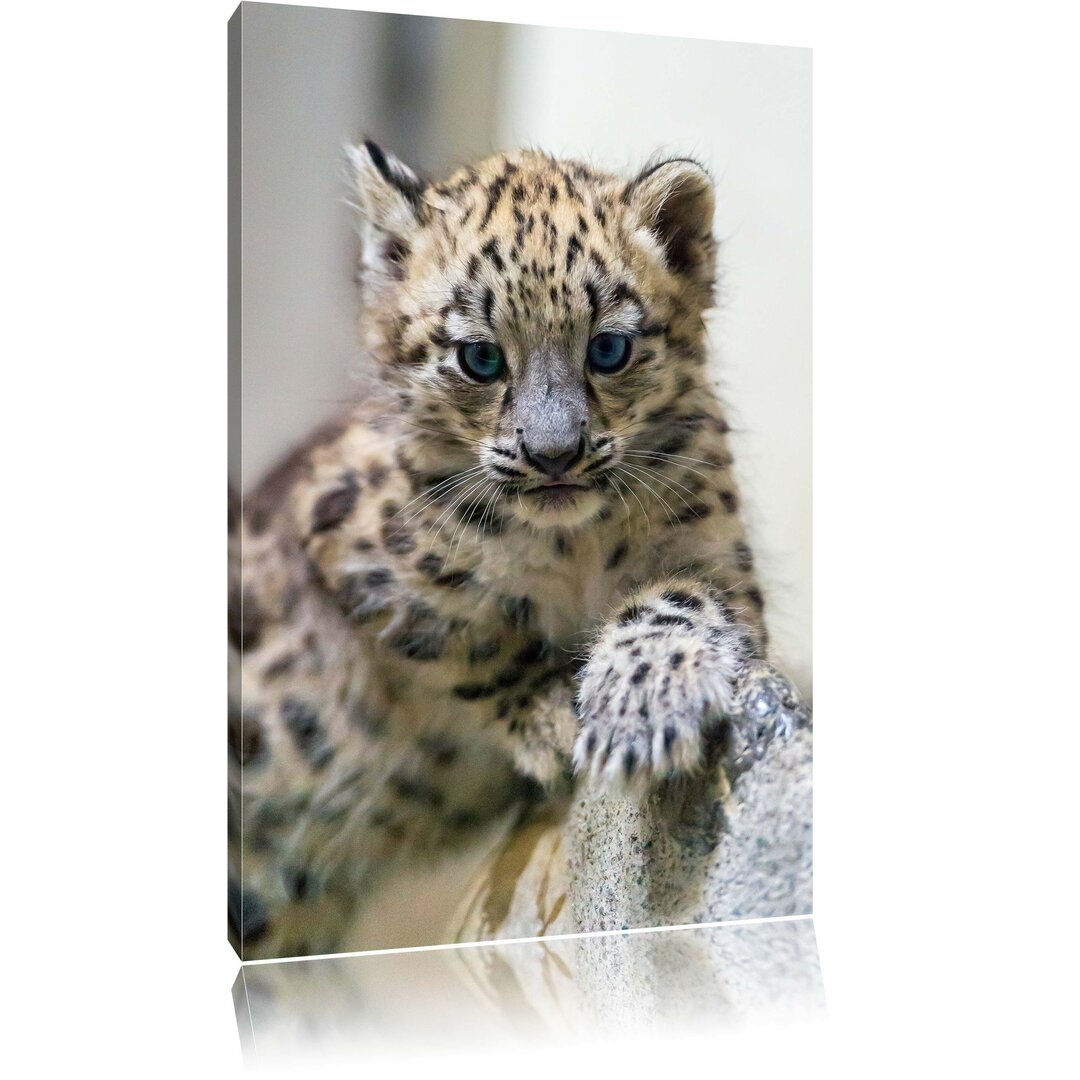 Leinwandbild Leopardenjunges beim Klettern