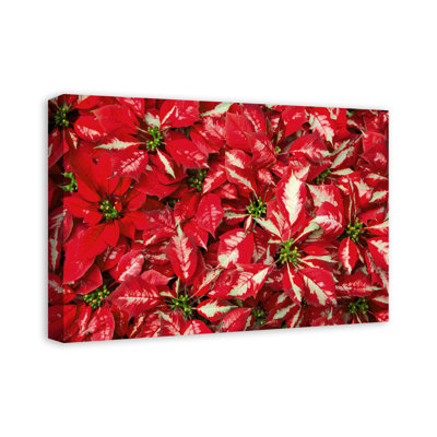 Pointsettia Blooms - Wrapped Canvas Photograph -  The Holiday Aisle®, 146F90F125FC4839A61EEAD0293FAAE8