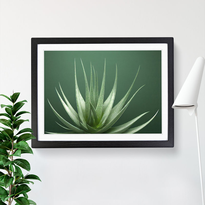 Stunning Aloe Vera Plant - Single Picture Frame Print, Black, 25cm H x 34cm W x 2cm D