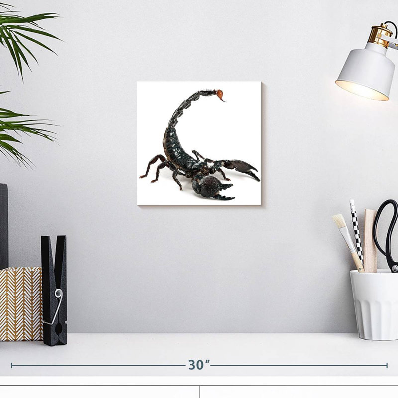 Crowle Scorpion, H 10 po x l 10 po