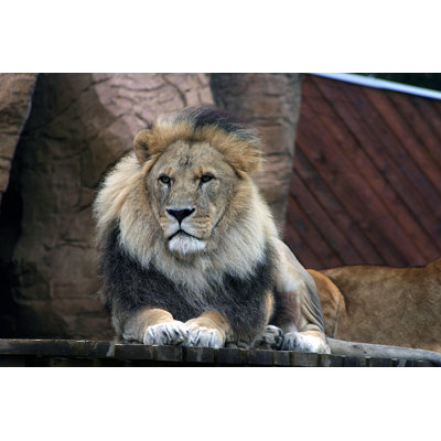 Lion mâle - Photographie sur toile tendue