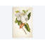 « magnolia botanique print i », impression sur toile-28621226-72418446-72418455
