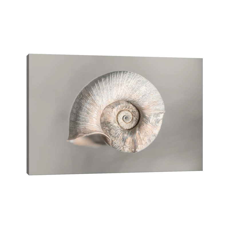 100 Years Of Shell Pearl Edition by Nik Rave - Wrapped Canvas Print, 66.04 cm H x 45.72 cm W