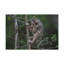 «Slender Loris Hunting Slender Loris on Hunt», reproduction d'art mural-1488273152