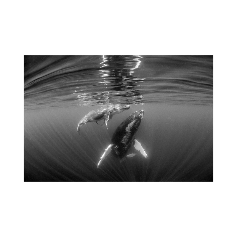 Mother & Calf by Jordan Robins - Gallery-Wrapped Canvas Giclée on Canvas, Canvas, 66.04 cm H x 45.72 cm W x 1.91 cm D