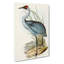 Australian Crane by Elizabeth Gould - Wrapped Canvas Painting Pint - Wrapped Canvas-55367751
