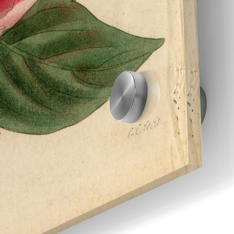 Art mural en verre acrylique épique «Paeonia Montan» par Art Licensing Studio, 24 po x 36 po, H 36 po x l 24 po