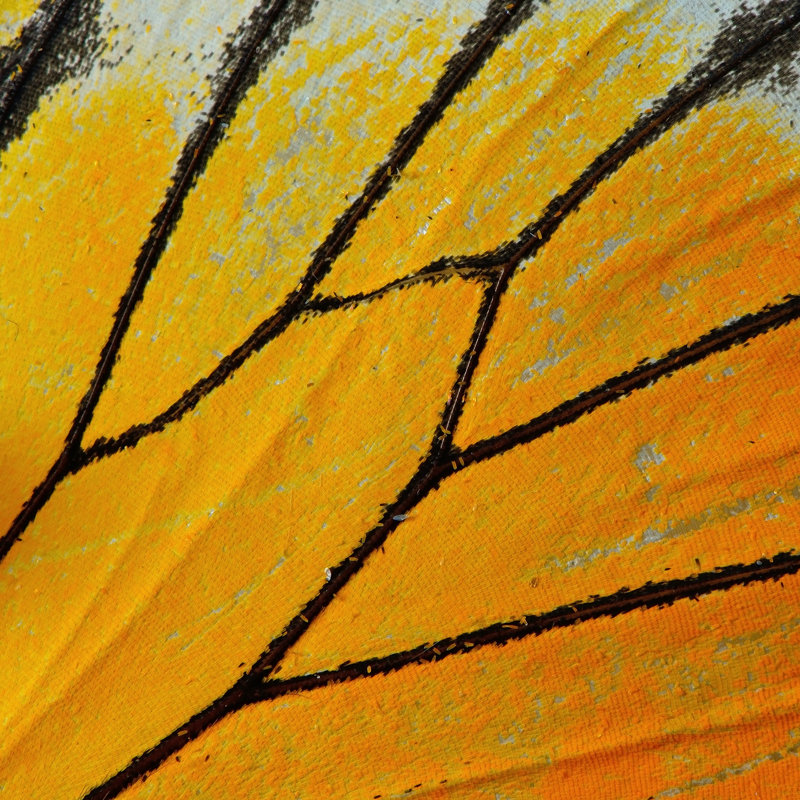 Butterfly Wing - Wrapped Canvas Print, 30cm H x 30cm W