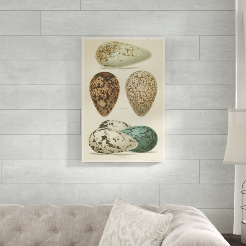 «Antique Bird Egg Study I» par Henry Seebohm, reproduction d'art sur toile, H 30 po x l 20 po, Toile tendue