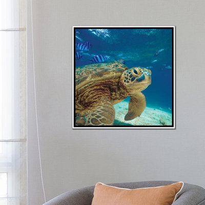Tortue de mer verte, île Balicasag par Tim Fitzharris - reproduction de photo