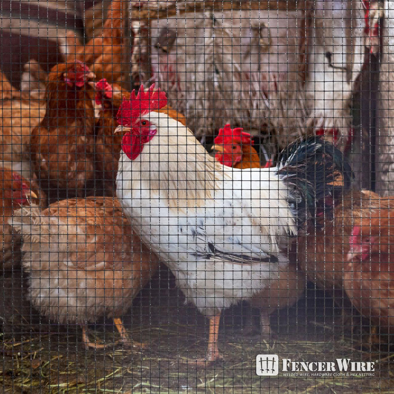 Fencer Wire Vinyl Coated 23 Gauge Welded Fence Wire Roll with Mesh Size 1/4" x 1/4", Multiple Sizes, 2 ft x 100 ft