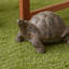 Tortoise Family Resin Garden Accents Statue