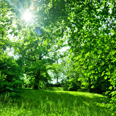 Summer Landscape by Nikada