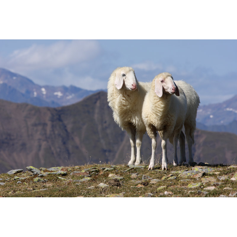 Two White Sheeps by Gegeonline - Wrapped Canvas Print, 20cm H x 30cm W