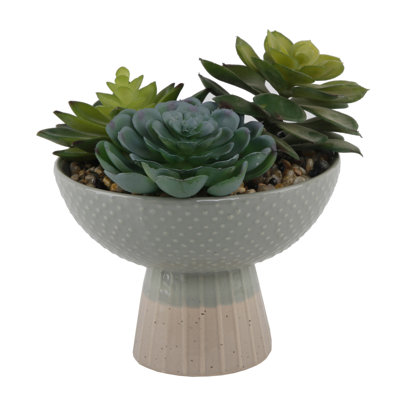 Succulent dans un pot de fleurs