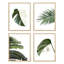 Ensemble de 4 palmiers tropicaux verts et blancs, impression murale encadrée sur papier, impression de 4 pièces-93012340-93012342