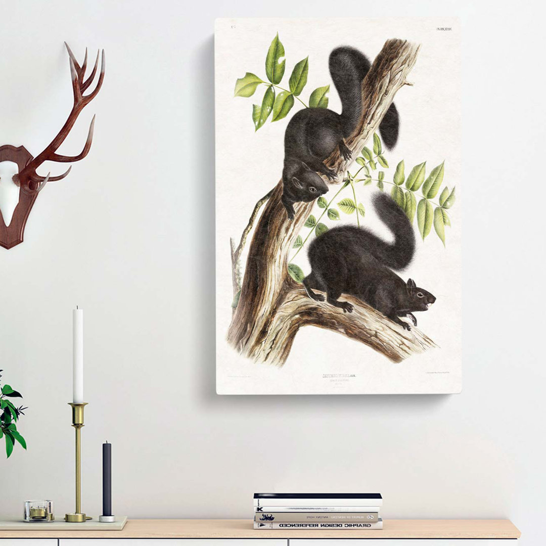 Black Squirrels by J.W. Audubon - Wrapped Canvas