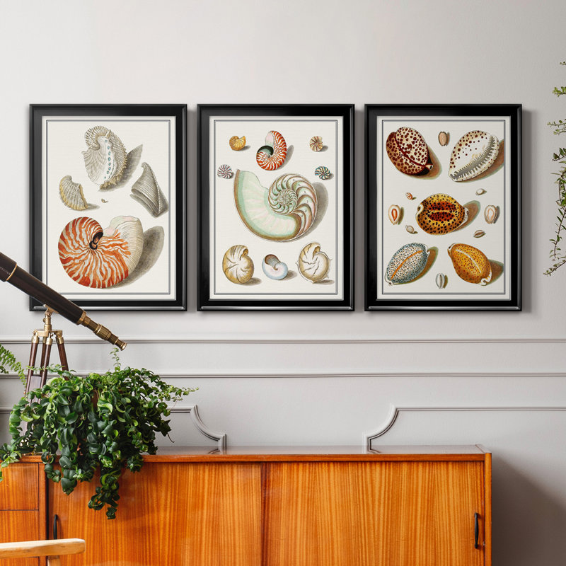 Collection de coquillages I - ensemble de 3 cadres photo sur toile, Cadre noir, H 18,5 po x l 73,5 po x P 1,5 po