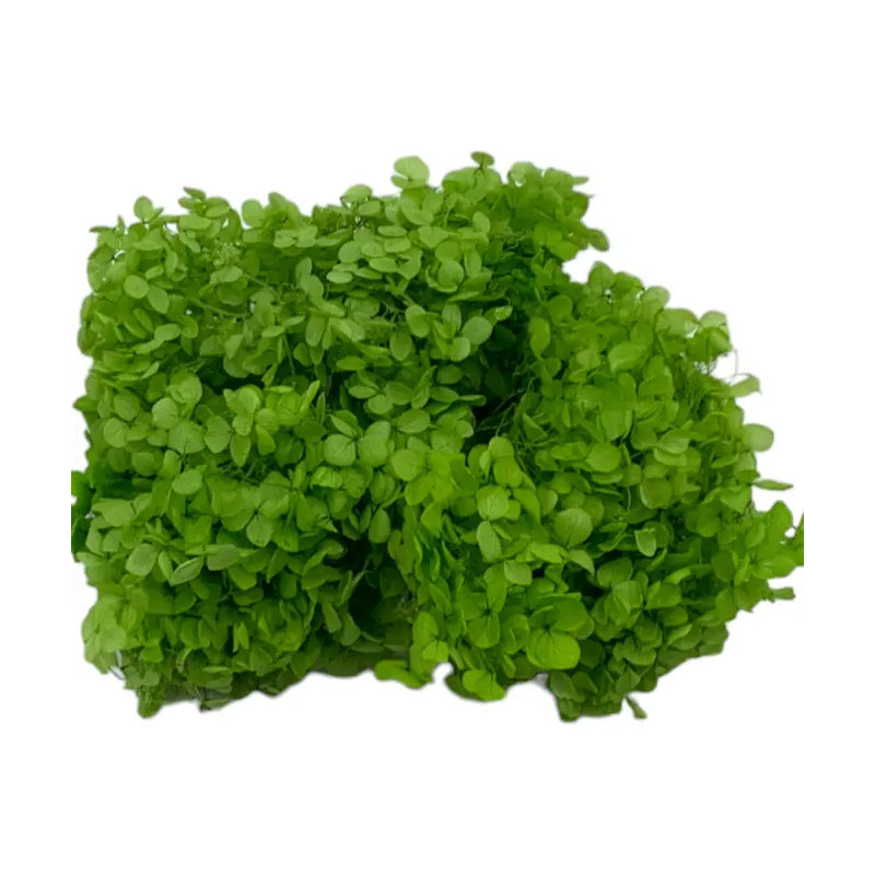 Hortensia Anna séchée, Vert jaune