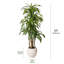Arbre Dracaena de 8 pi Adcock-122512140