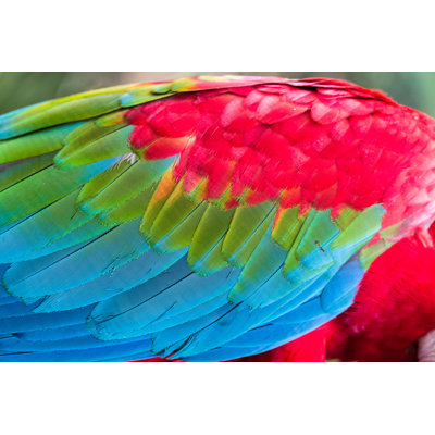 Wing Of Red And Blue Ara by SeppFriedhuber - Wrapped Canvas Print