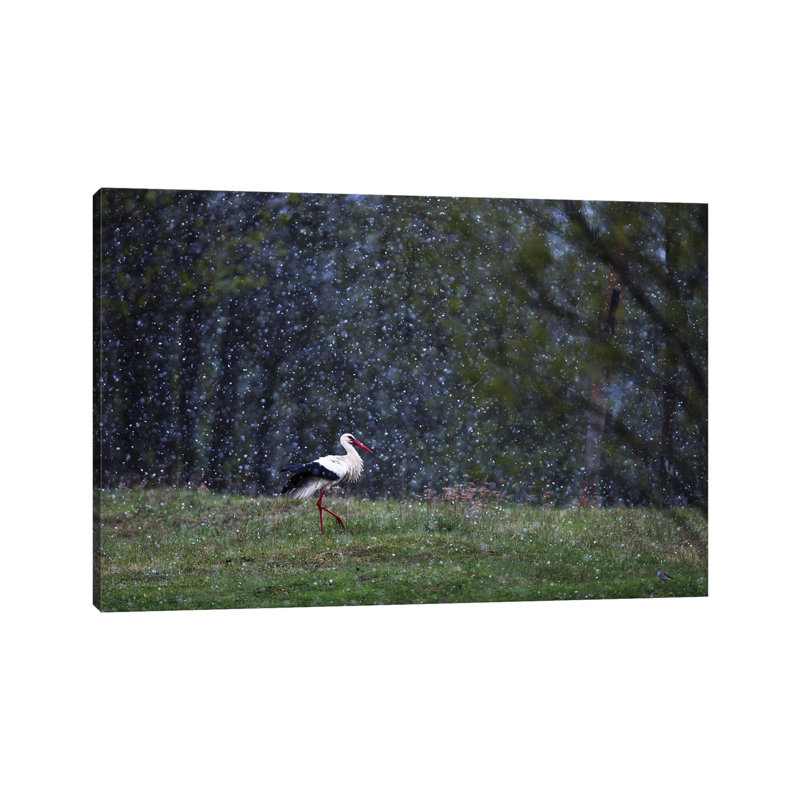 Stork In Snow by Mateusz Piesiak - Wrapped Canvas Print, 66.04 cm H x 45.72 cm W x 3.175 cm D