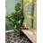 Faux Fiddle Leaf Fig Plant in Basket-172315187