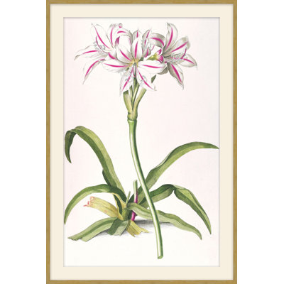 Lilium 2 Print