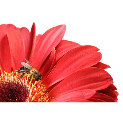 Honeybee And Red Gerbera by Arlindo71 - Wrapped Canvas Print