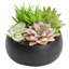 13.5cm Faux Succulent Plant in Ceramic Pot