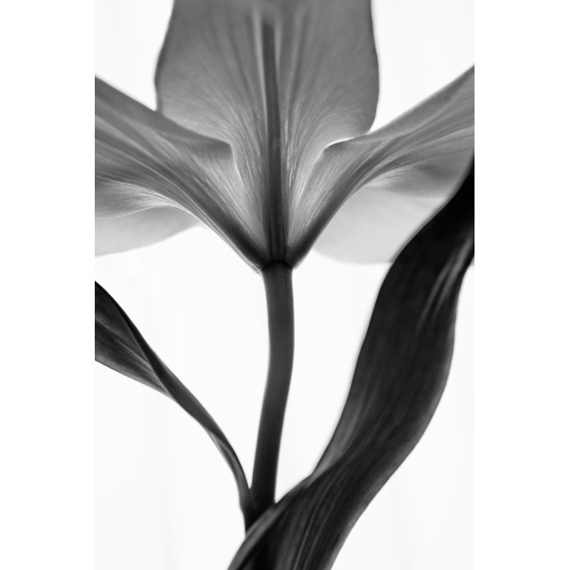 Lys monochrome par Letty17, H 48 po x l 32 po