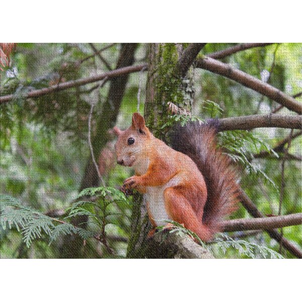 Squirrel Rugs Animal in Winter Theme Indoor Area Rug Artistic 