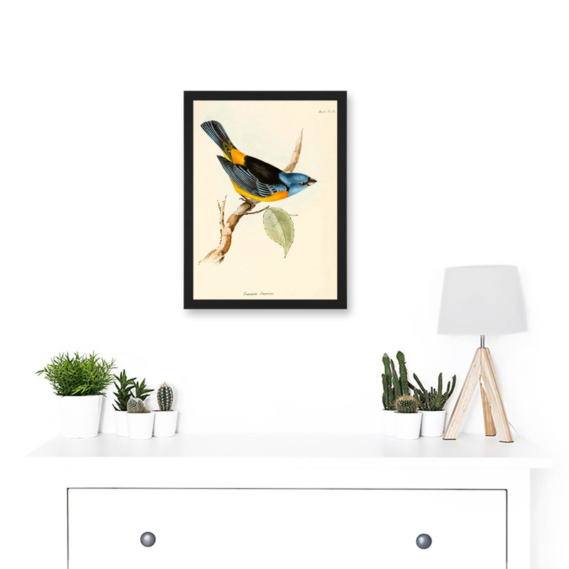 Scientific Bird Illustration Finch Tanagra Charles Darwin - Single Picture Frame Print