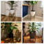 Donan Plant Stand-1298963222